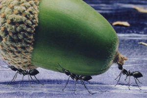 Znanstvenici: moć mrava u njihovim mišićima i mozgu Znanstvenici: moć mrava u njihovim mišićima i mozgu